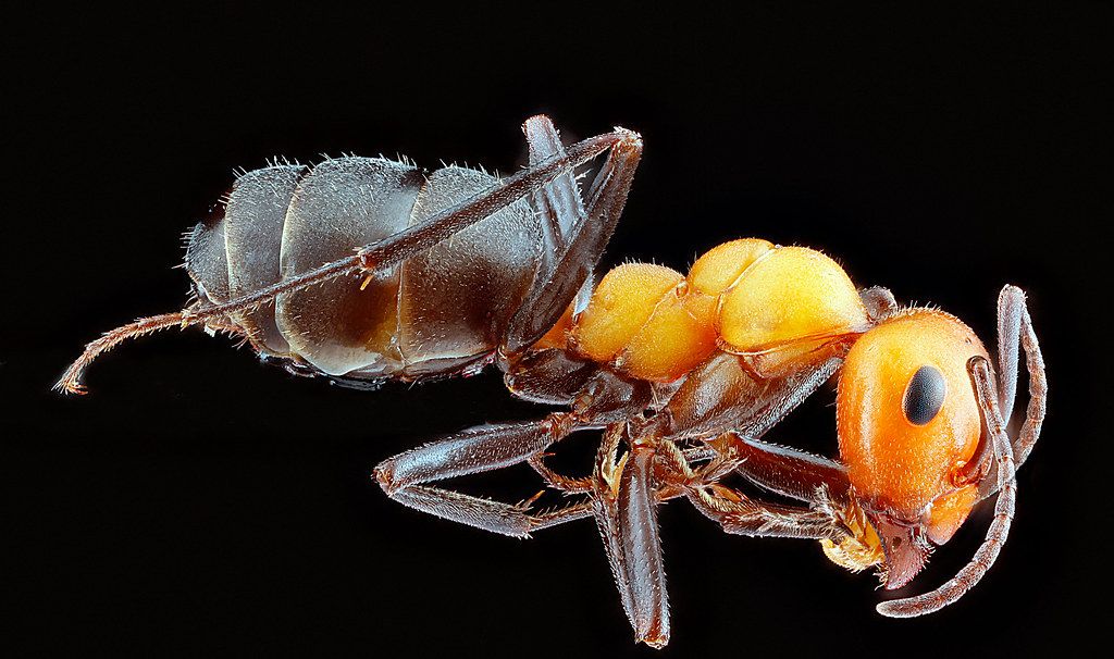 Ant Control service in Marysville, WA