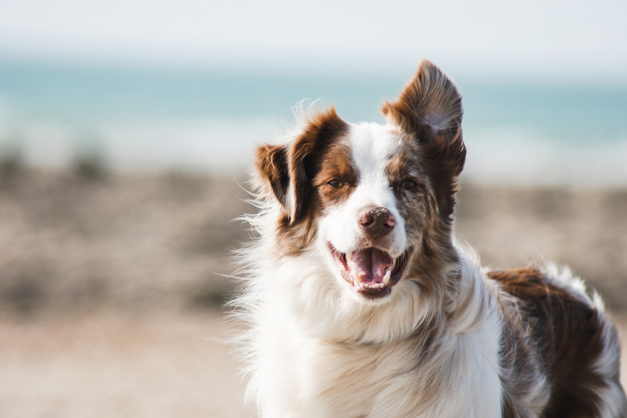 Flea & Tick Control service in Marysville, WA