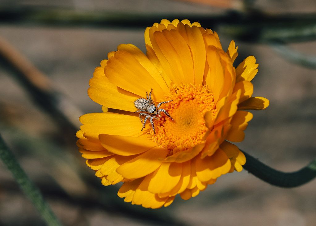 Spider Control service in Marysville, WA
